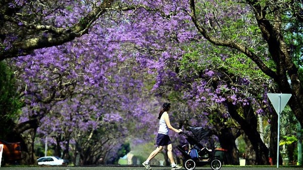 Pretoria, còn được gọi là “thành phố Jaracanda là thành phố nổi tiếng nhất của Nam Phi, nơi hoa nở rộ rực rỡ khắp mọi nơi, từ phố phường tới các công viên, vườn hoa…Ảnh Vietravel
