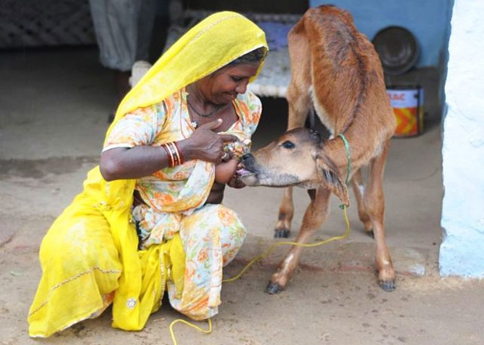 Không chỉ được biết đến là ngôi làng có phong tục đặc biệt trên, mà người Bishnoi còn được thế giới biết đến là một vùng đất hết lòng bảo vệ thiên nhiên.