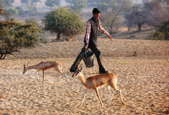 Nếu những con vật già yếu hoặc bị thương sẽ được người dân thay nhau chăm sóc. 