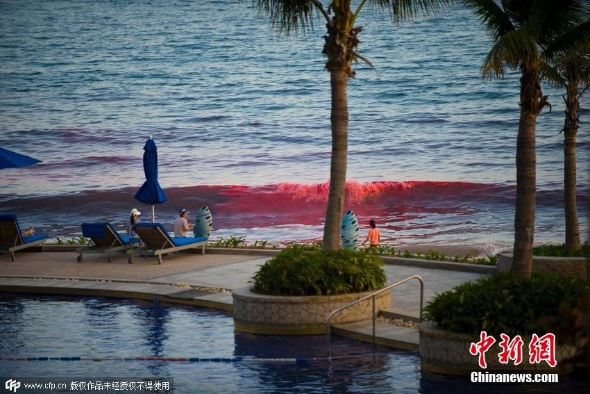 Hiện tượng thủy triều đỏ hay sự “nở hoa” của tảo là cách gọi để chỉ sự bùng nổ về số lượng của tảo biển độc hại. Hiện tượng này làm nước biển chuyển sang màu đỏ vào ban ngày và màu xanh vào ban đêm. Hầu hết sinh vật biển bị tiêu diệt. Những ngày sau đó mùi hôi thối bốc lên….