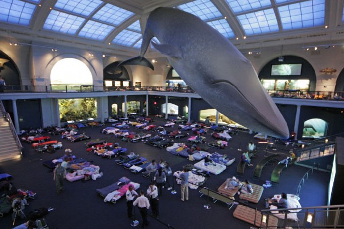   Với hơn 32 triệu mẫu vật và lượng du khách rất đông, bạn sẽ không thể khám phá hết tất cả chỉ trong 1 ngày. Do đó, viện Bảo tàng Lịch sử tự nhiên Mỹ cho phép du khách ngủ lại sảnh, bên cạnh chú cá voi khổng lồ để có thể tham quan một cách từ từ các mẫu vật. Họ sẽ có trải nghiệm tuyệt vời cho một đêm trong viện bảo tàng. 