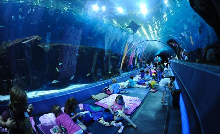 Thủy cung Georgia ở Atlanta cho du khách trải nghiệm được ngủ dưới lòng đại dương thực sự, chỉ cách thế giới các loài cá muôn màu chỉ một tấm kính trong suốt. Bạn có thể tận hưởng trọn 1 đếm bên cạnh hồ chứa đầy cá mập, cá đuối gai và những loài sinh vật biển kỳ lạ khác