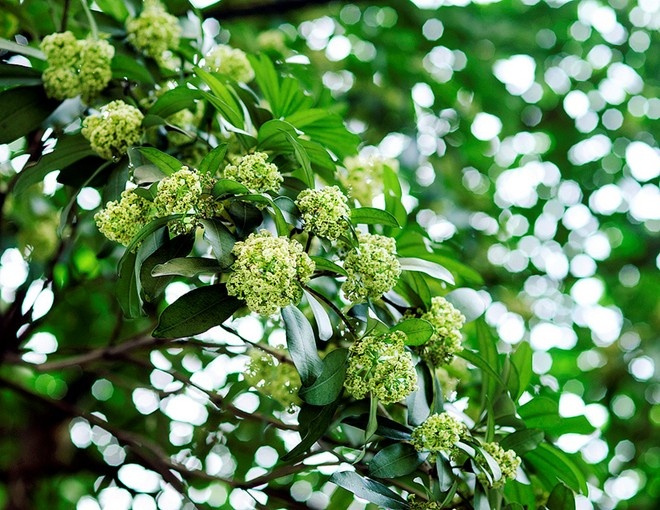 Khiến người đi xa nhung nhớ nhất có lẽ là hương hoa sữa nồng nàn Hà Nội