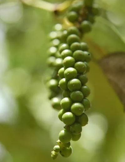 Tiêu Phú Quốc ngọt, thơm và cay nồng