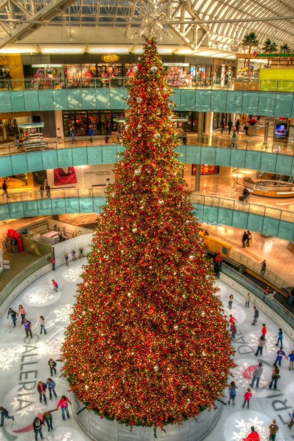 Nhung cay thong Giang sinh giu ky luc the gioi hinh anh