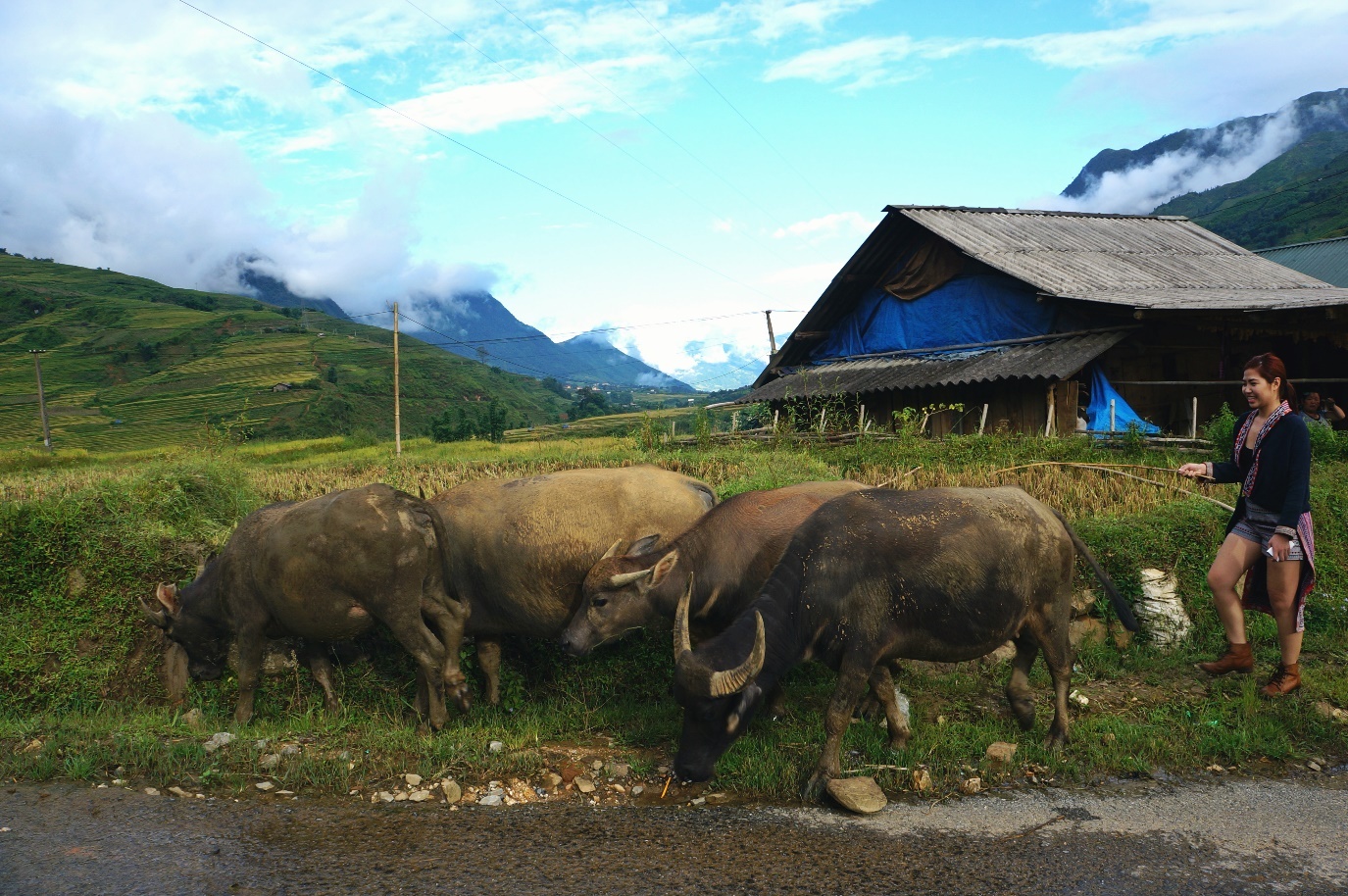Buổi chiều hôm đó, tôi đi dạo ở Tả Van, tôi đã bắt gặp được con trâu