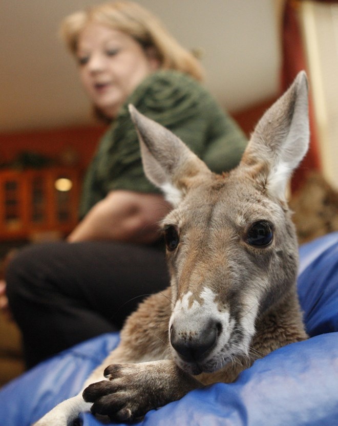 Ngồi chơi cùng chủ