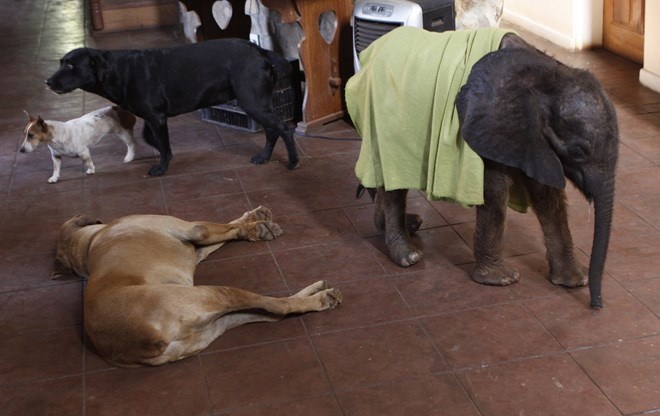 Voi, chó chung sống hòa thuận trong gia đình