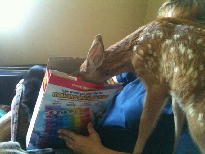 Chú nai con đang chơi đùa với chủ