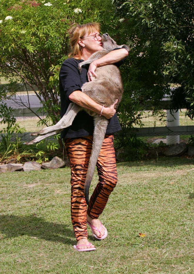 Kangaroo được nuôi trong nhiều gia đình ở Australia