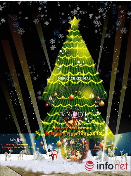 Cây thông cao 25m ở Bà Nà Hills