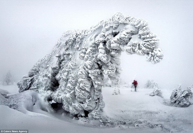 Ve dep huyen ao cua cay coi trong thoi tiet gia lanh hinh anh