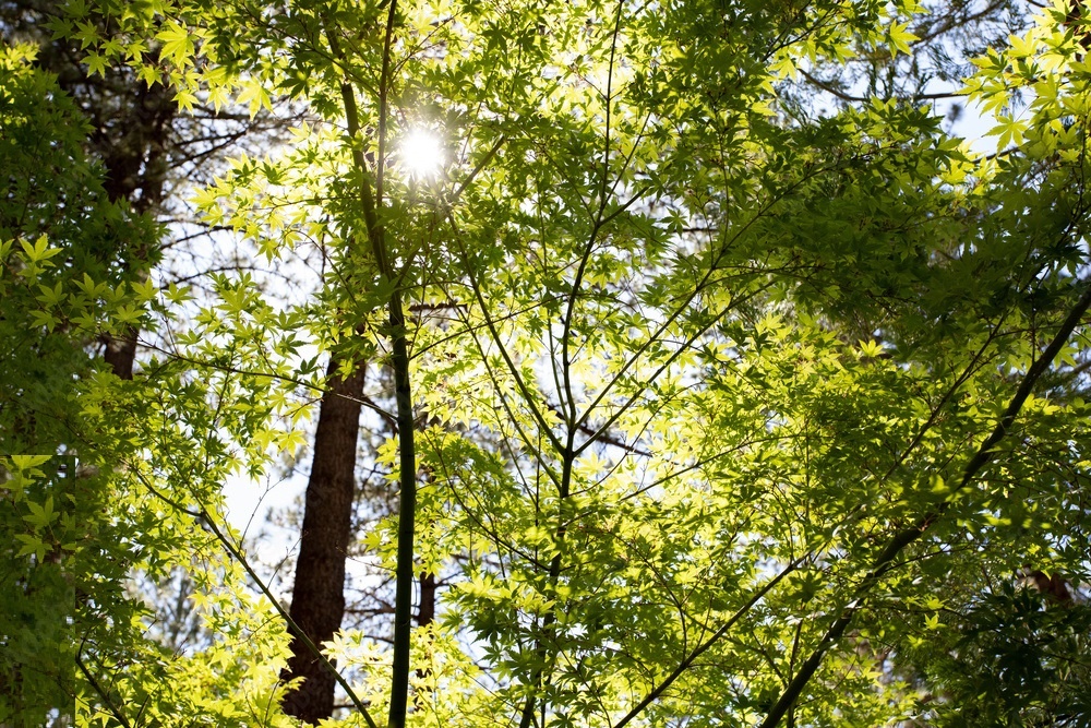 Cay coi co the cung cap dien cho con nguoi hinh anh