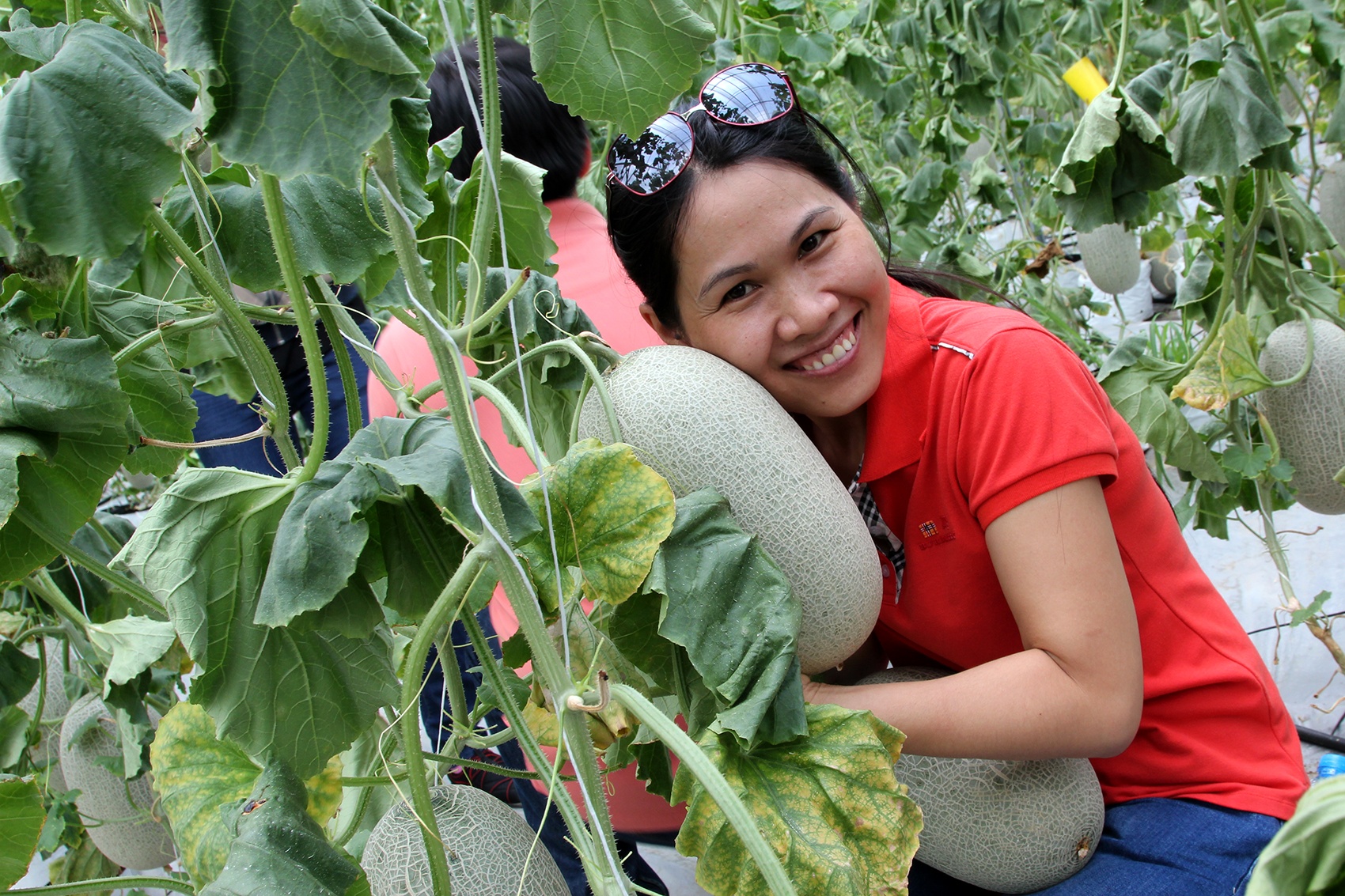 Trong cay qua mang gia 250.000 dong hut khach Sai Gon hinh anh