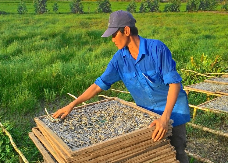 4 kg, 50.000 dong va 3 trieu/ngay nho ca com o mien Tay hinh anh