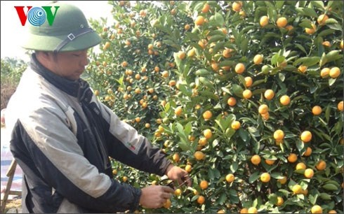 Ha Noi: Gan Tet, quat Tu Lien chet hang loat vi thoi re hinh anh