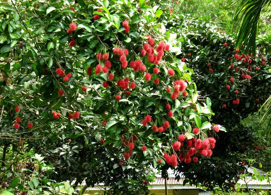 Dong Nai lam chi dan dia ly cho chom chom Long Khanh hinh anh