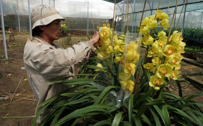 Hon 50% dia lan Da Lat no truoc Tet hinh anh