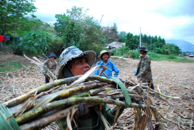 Ban mia duoc tra bang... duong hinh anh
