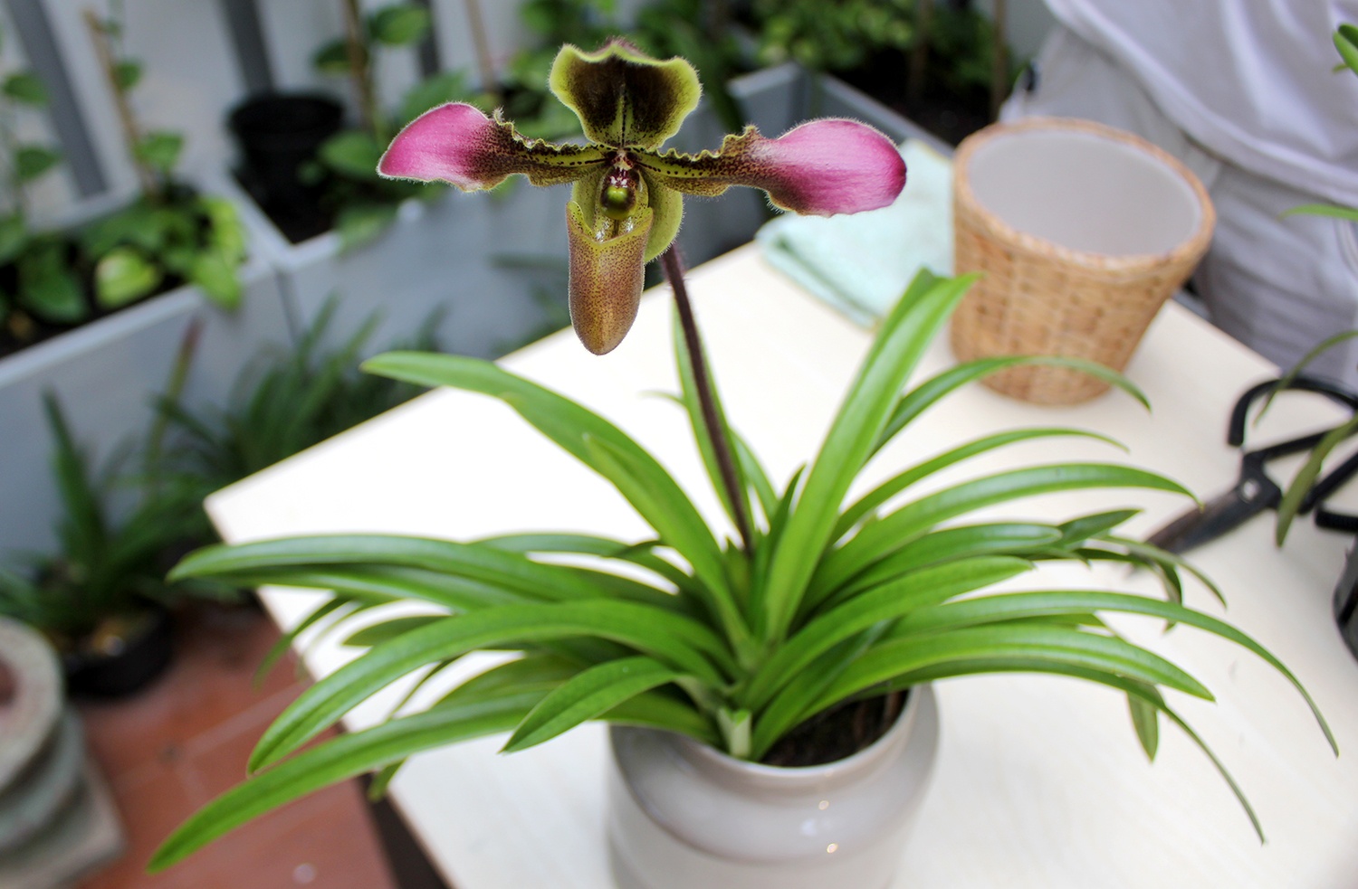 800.000 dong mot canh lan ngoai choi Tet o Sai Gon hinh anh