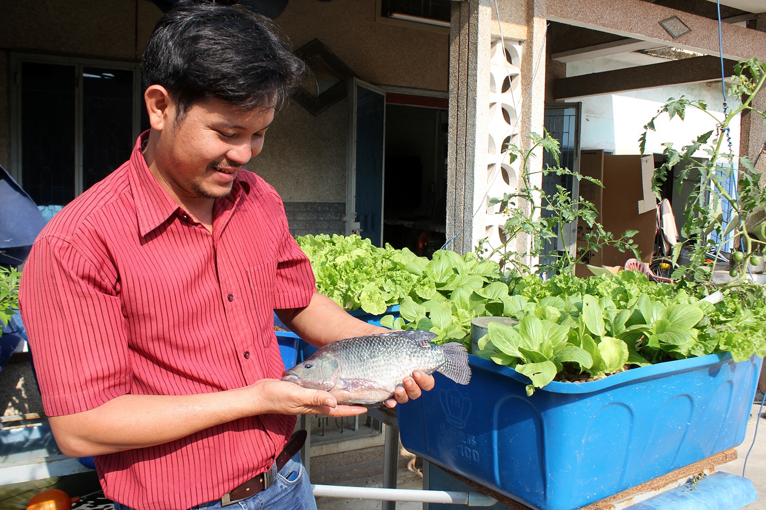 Trong rau bang dat set, nuoi ca tren san thuong o Sai Gon hinh anh