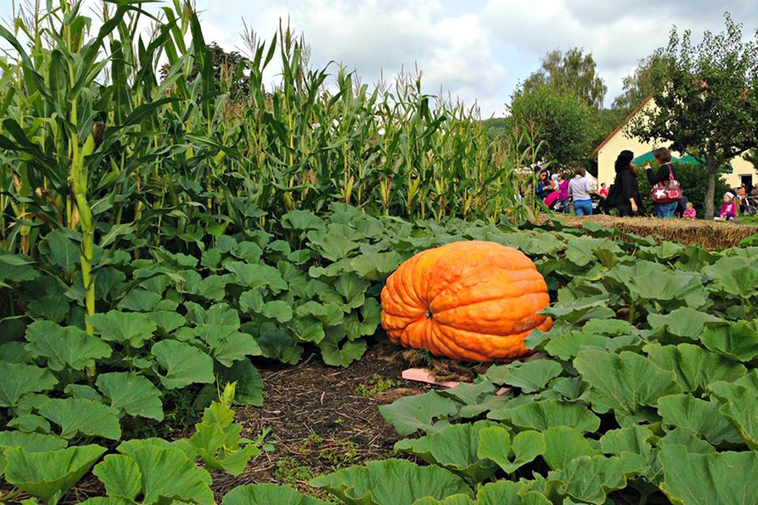 Khach Sai Gon san giong ca rot 7 mau, sup lo tim lam canh hinh anh