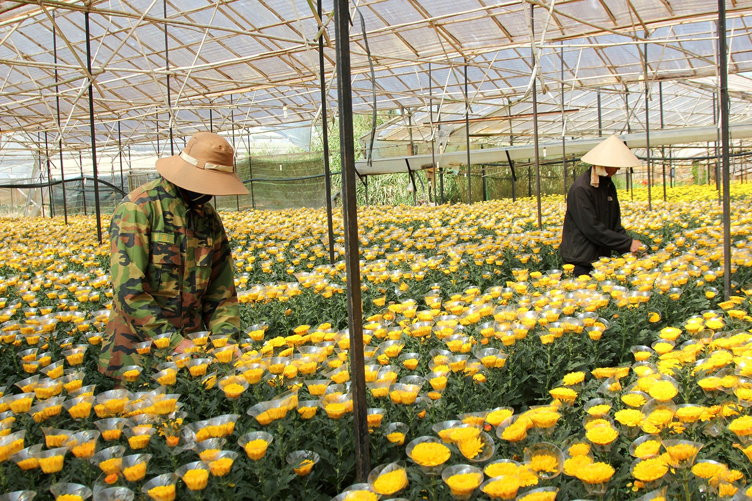 Nha vuon Da Lat tat bat dua hoa xuong nui ban Tet hinh anh