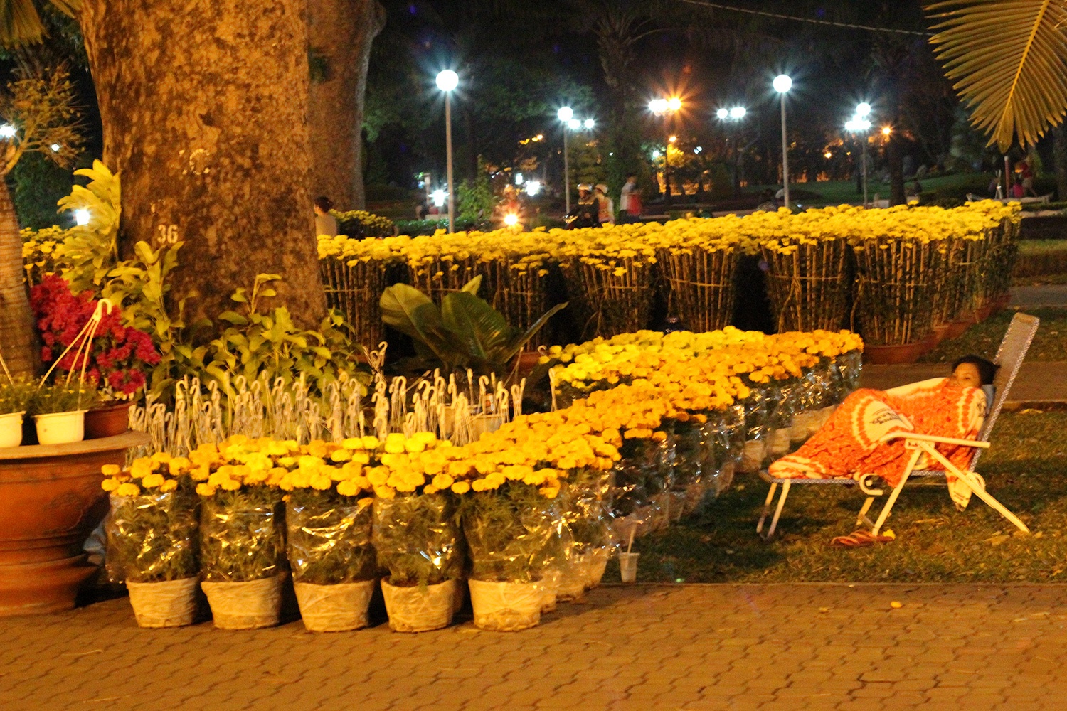 Khach mua hoa dong ngay dem dau mo cua cho hoa xuan Sai Gon hinh anh