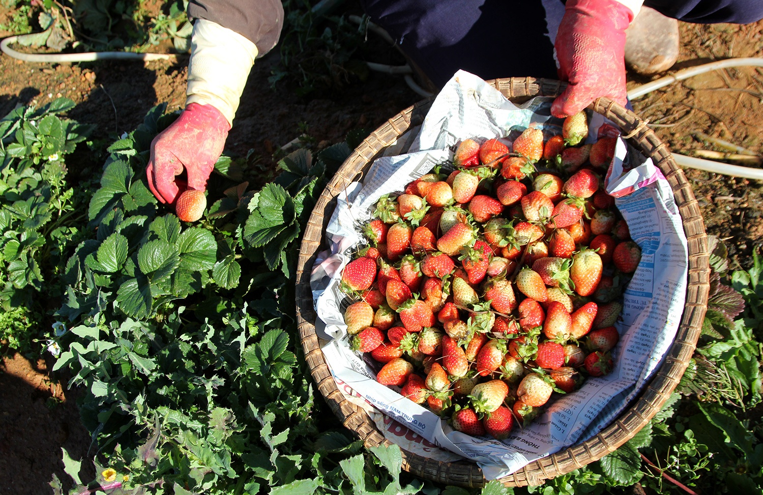 Nhung vuon dau My, Nhat o xu lanh Da Lat hinh anh