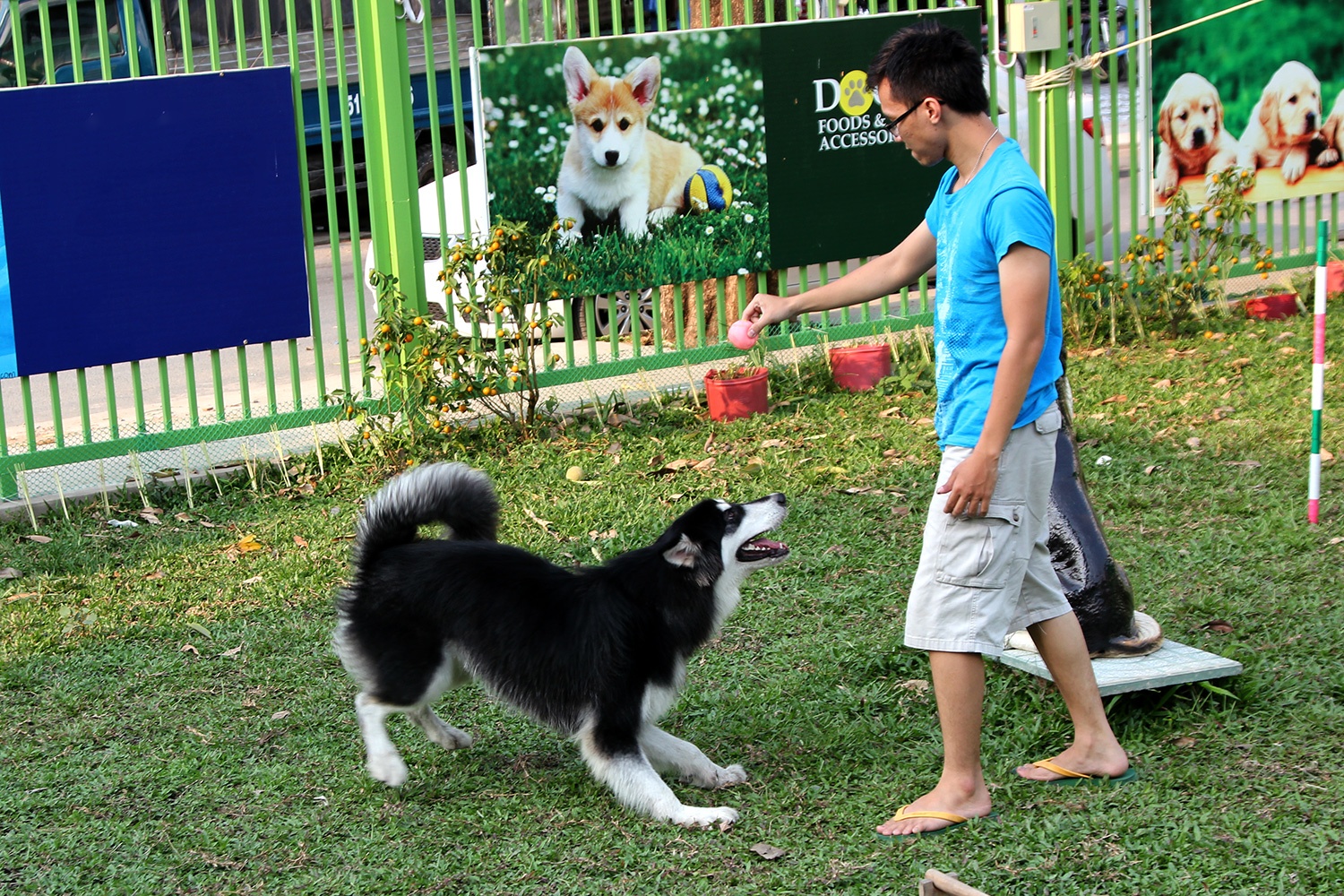 Nguoi Sai Gon tra 30.000 dong cho thu cung di khu vui choi hinh anh