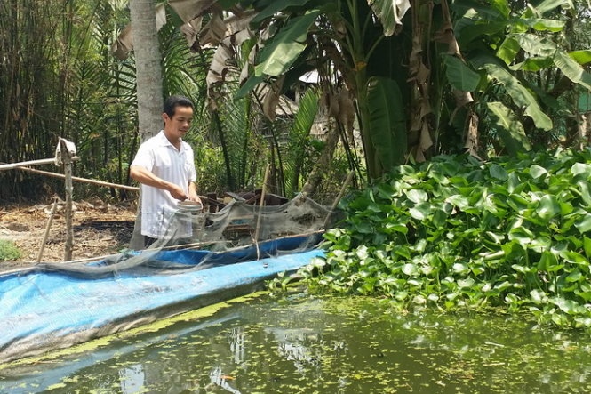 Nguy co lo nang vi nuoi ca tre suoi hinh anh