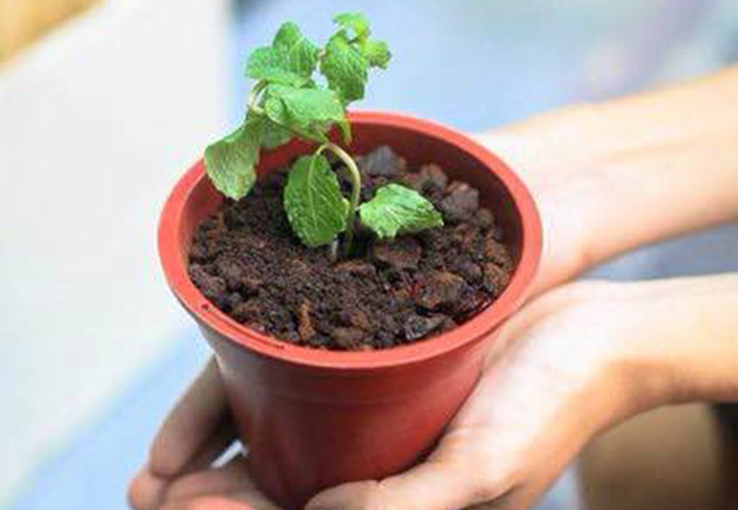 Quan ca phe o Sai Gon dat hang vi cho khach an 'chau cay' hinh anh