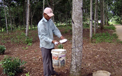 Cao su bi don ha vi gia mu xuong thap, nguoi trong thua lo hinh anh