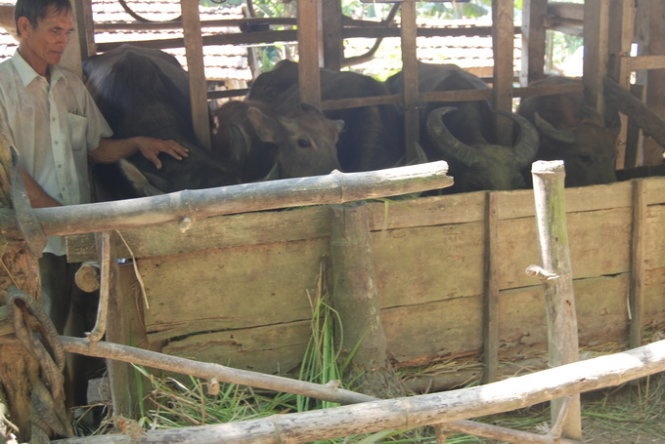 ​Ba con H’Re nuoi trau hinh anh