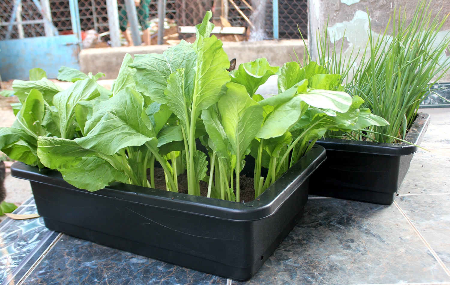 Rau sach giao tan nha 35.000 dong mot chau o Sai Gon hinh anh