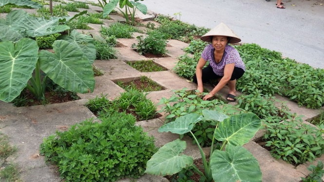 Nguoi Ha Noi thue dat trong rau sach hinh anh