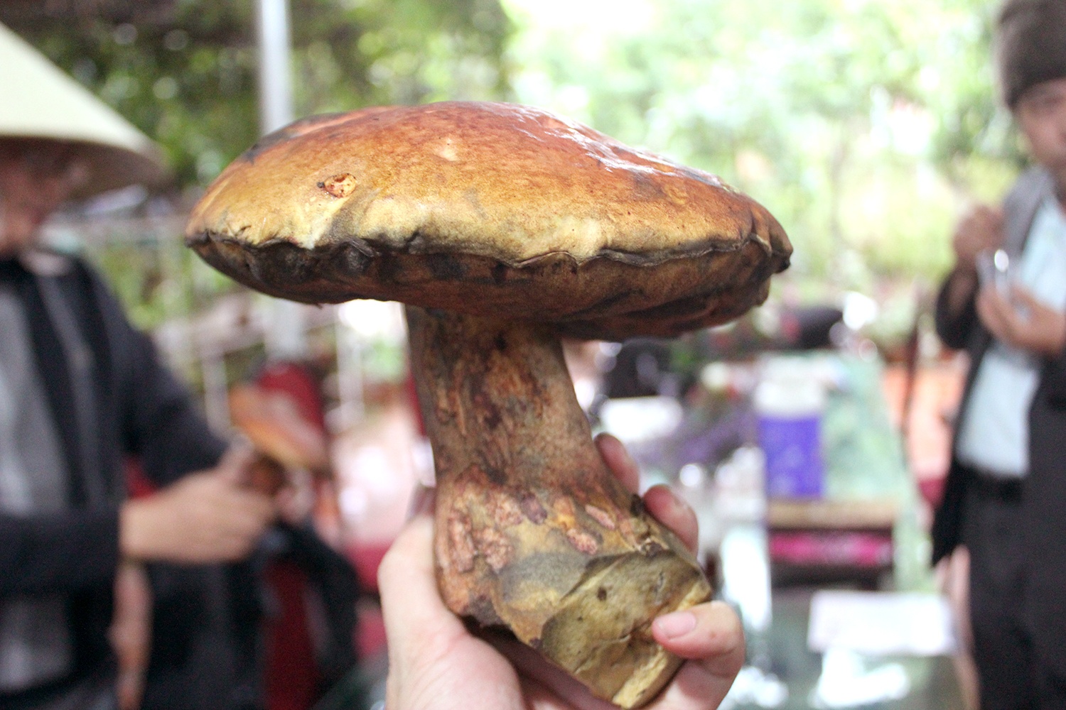 Nua trieu dong mot kg nam gan bo o rung thong hinh anh