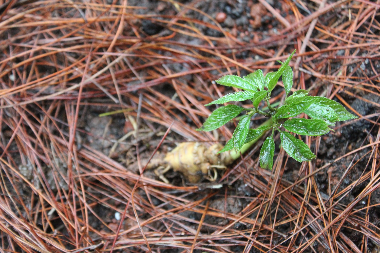 Vuon sam Ngoc Linh tien ty tren thanh pho cao nguyen hinh anh