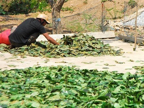 Nhan mat thuong nhan Trung Quoc mua nong san la hinh anh