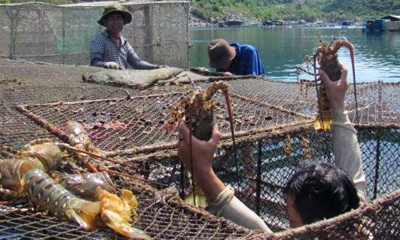 Gia tom hum thuong pham tang tro lai hinh anh