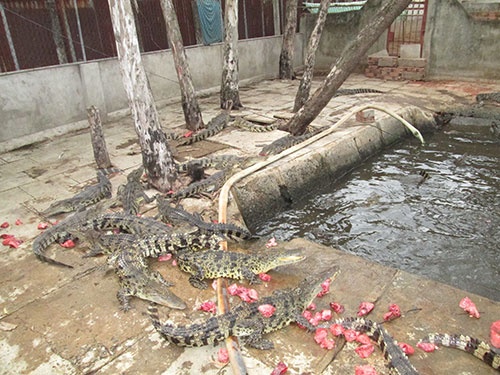 Tiec vi ca sau phai ban tho hinh anh