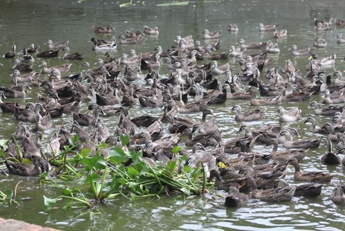 'Ty phu' vit troi hinh anh