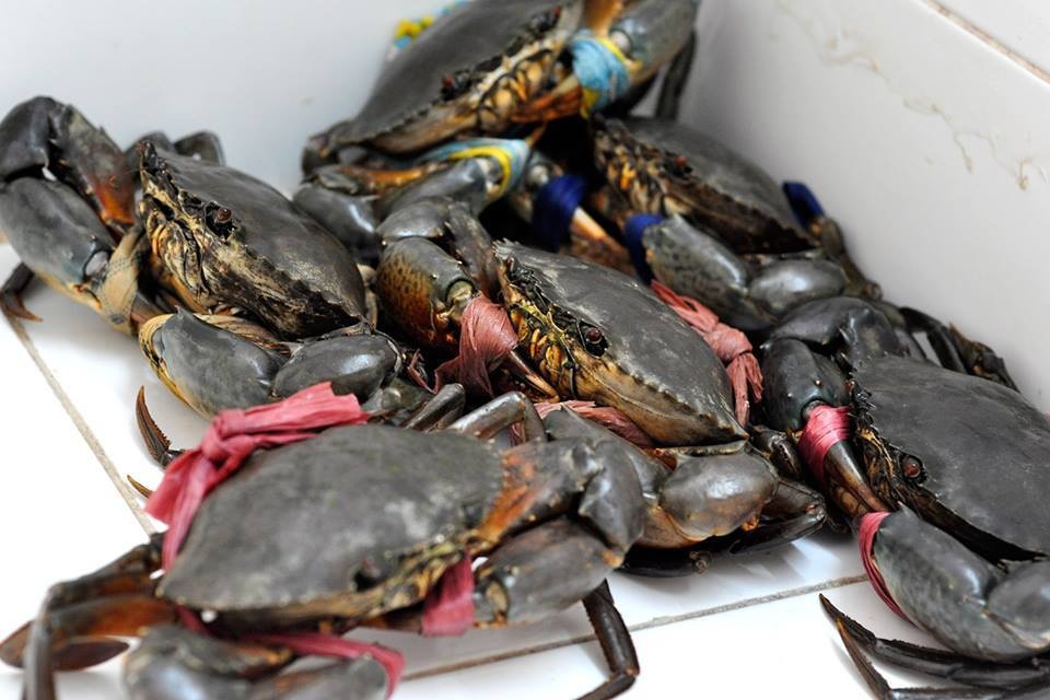 Cua 'coi troi' ban o Sai Gon bi het gia gap doi hinh anh