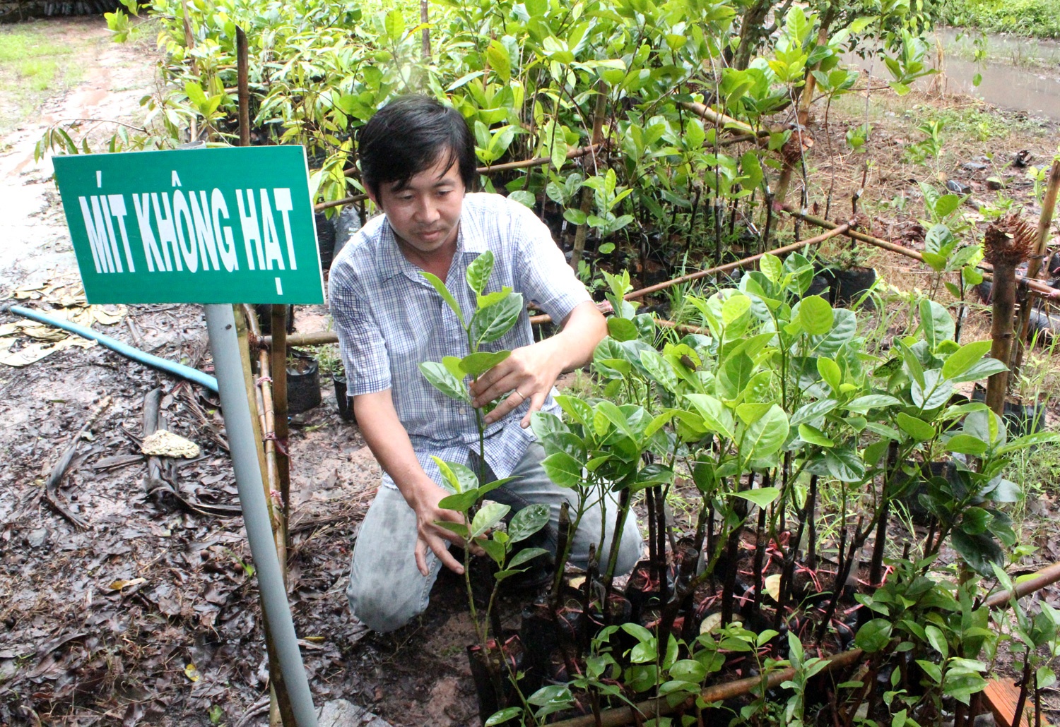 Gia ban cao, nong dan chuyen huong trong cay khong hat hinh anh