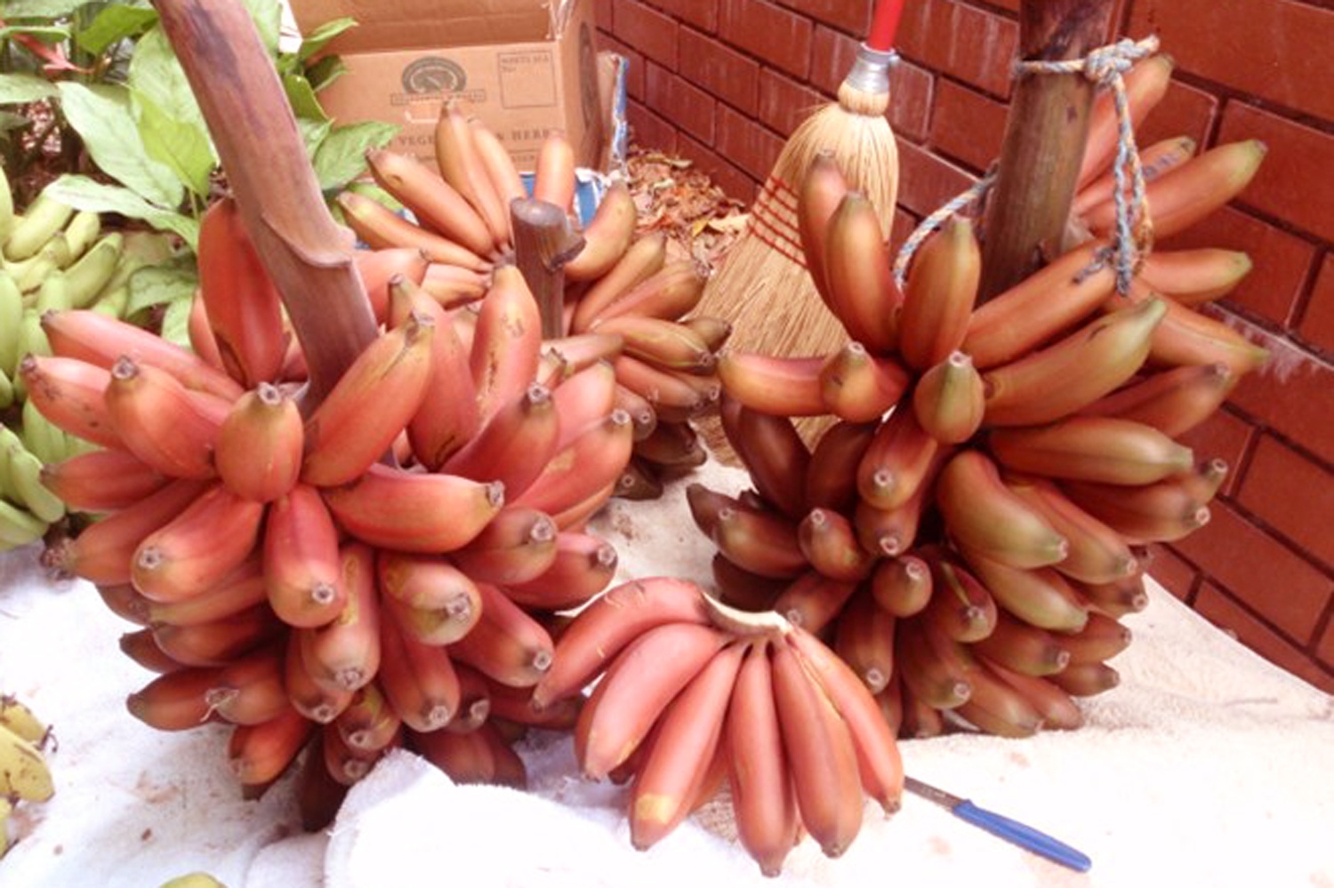 Bo tien san giong chuoi la o mien Tay hinh anh