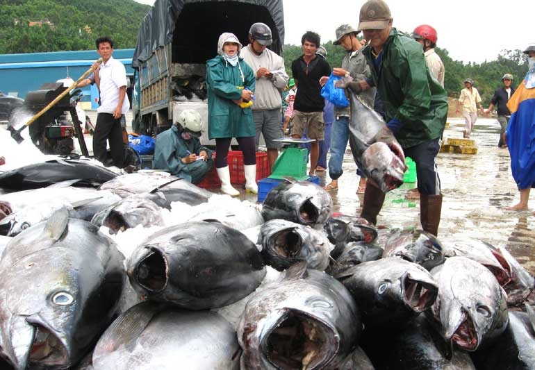 Phat trien san xuat ca ngu theo chuoi hinh anh