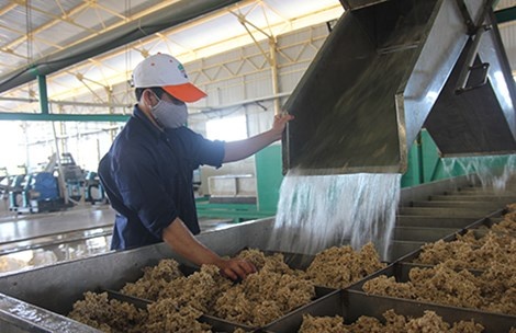 Vi sao dai gia ra nuoc ngoai lam nong? hinh anh