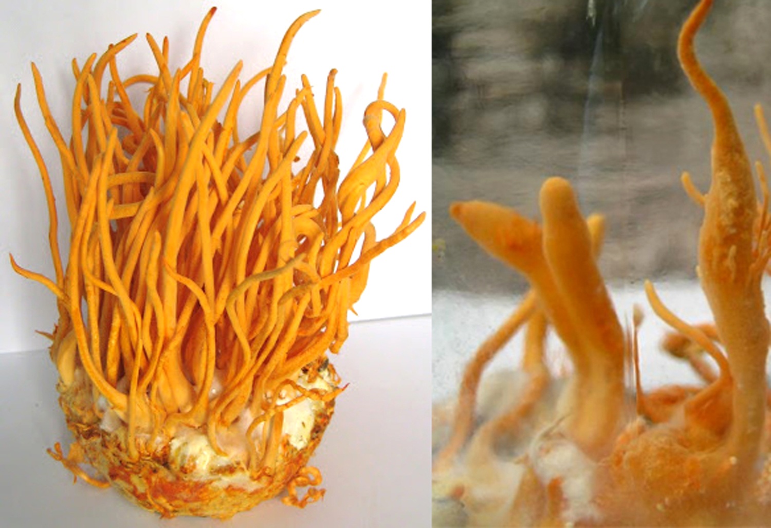 Cach nao phan biet dong trung ha thao that gia o Viet Nam? hinh anh