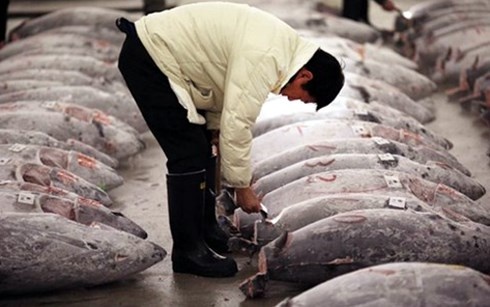 Nhat Ban muon xay nha may che bien ca ngu ngay tai Viet Nam hinh anh