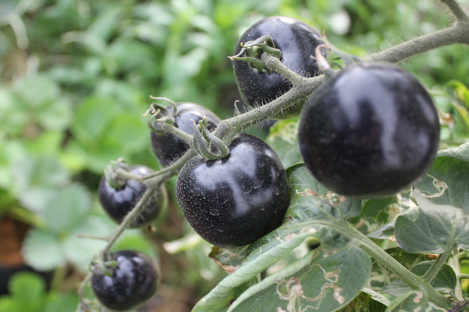 Gia ca chua den dat gap 10 lan khi ban o Sai Gon hinh anh